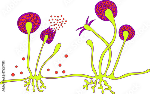 Structure of Rhizopus mold, also known as bread mold, black fungus, illustration. Opportunistic fungi that cause mucormycosis involving skin, nasal sinuses, brain and lungs. Complication of Covid-19