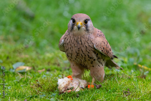 Fotografi RAPACE