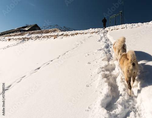 Romanian winter landscape. Beautiful dog in the top of the mountain. © noxnorthy