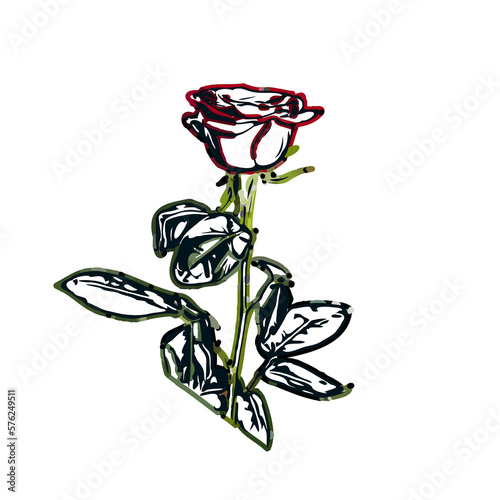 color sketch of a rose with transparent background