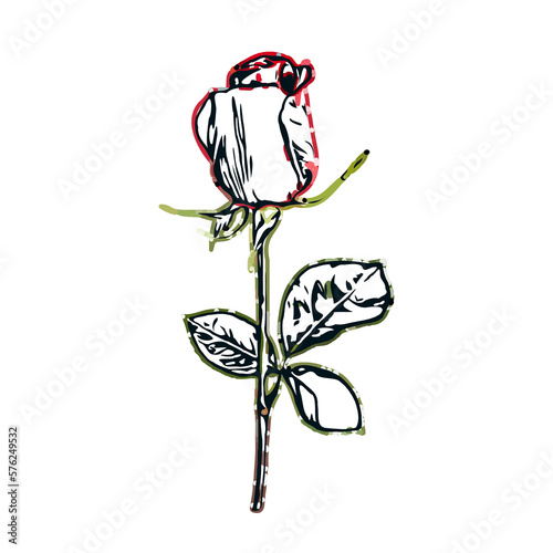 color sketch of a rose with transparent background