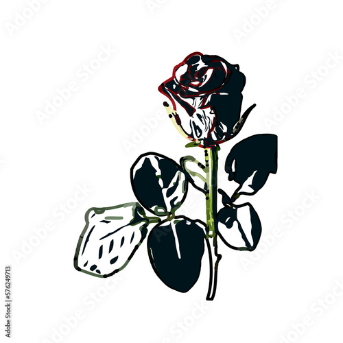 color sketch of a rose with transparent background