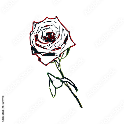 color sketch of a rose with transparent background