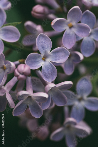 purple lilac flowers, macro © Людмила Таможенко