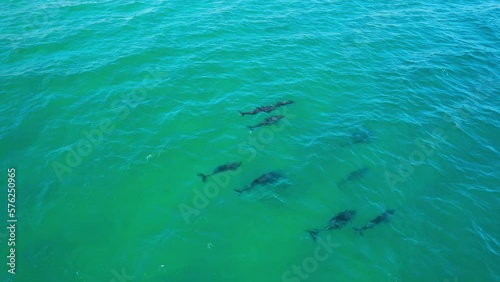 Wallpaper Mural Aerial view of baby whales swimming in turquoise sea water, Baja California Sur, Mexico Torontodigital.ca
