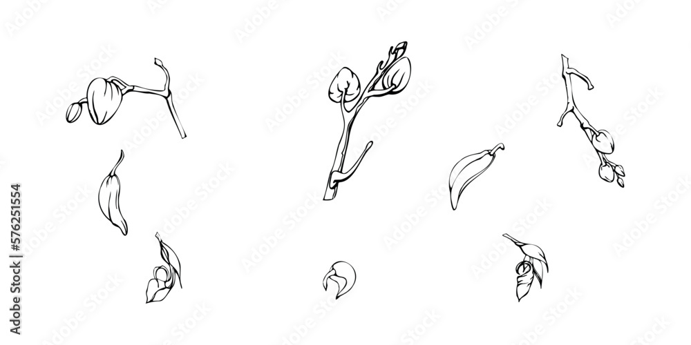 Hand drawn vector ink orchid flowers and branches, monochrome, detailed outline. Single flowers, leaves, stems. Isolated on white background. Design for wall art, wedding, print, tattoo, cover, card. Hand drawn vector ink orchid flowers and branches, monochrome, detailed outline. Single flowers, leaves, stems. Isolated on white background. Design for wall art, wedding, print, tattoo, cover, card.