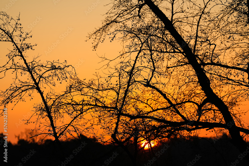 Sun rising up over a forest silhouette. Sunrise beautiful landscape photo. Sun rising up over a forest silhouette. Sunrise beautiful landscape photo.