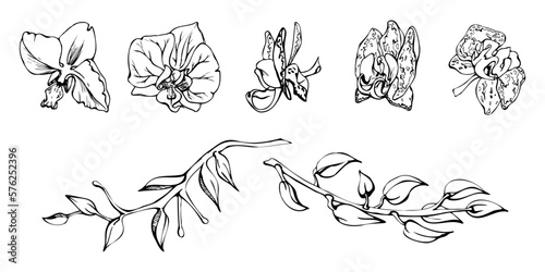 Hand drawn vector ink orchid flowers and branches, monochrome, detailed outline. Single flowers, leaves, stems. Isolated on white background. Design for wall art, wedding, print, tattoo, cover, card.