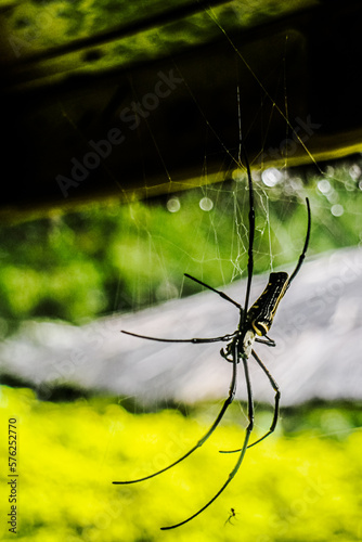 Close up view of Gold-black orb spider (Nephilia pilipes) waiting for prey under the wooden house roof photo