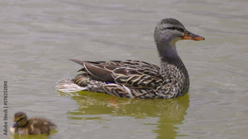 Slow Motion Lockdown Shot Of Mallard Duck And Duckling In Lake On Sunny Day - Arvada, Colorado