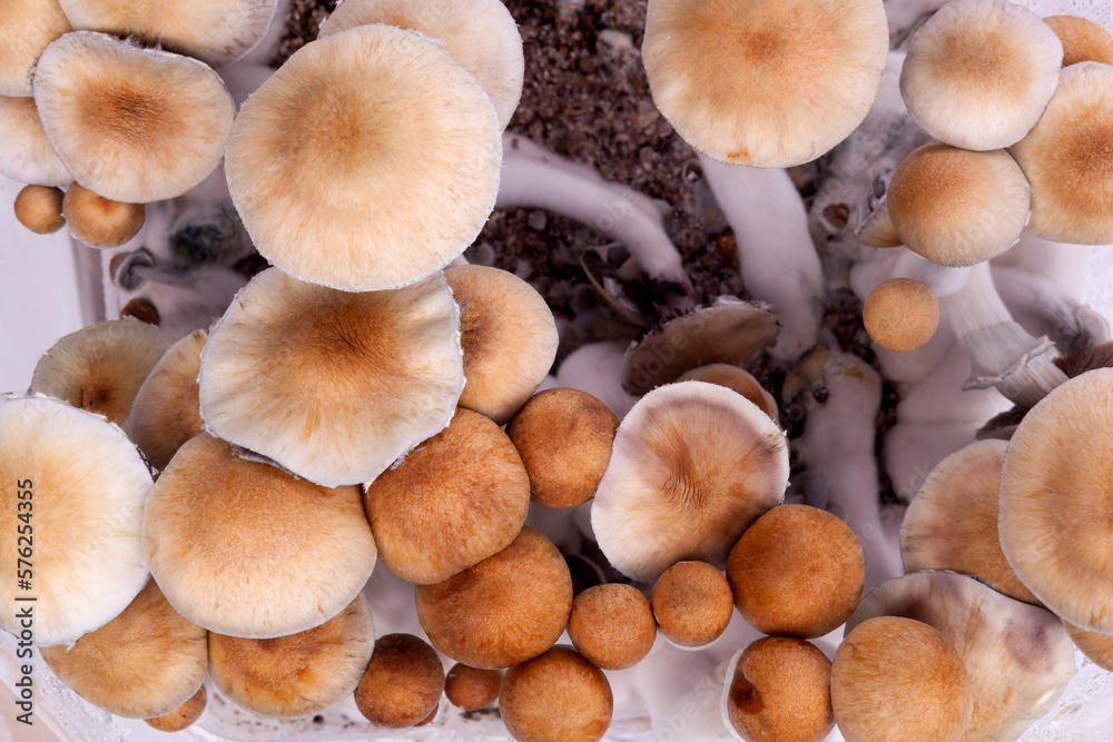 Psilocybin magic mushrooms. Psilocybin magic mushrooms.