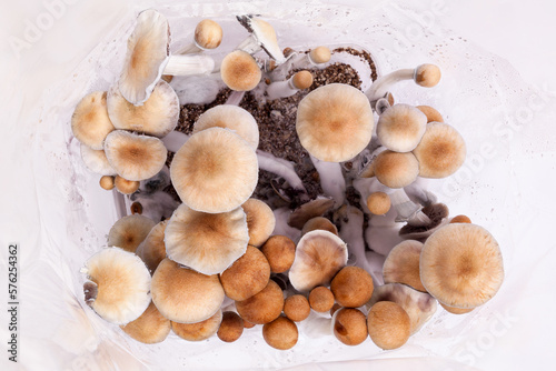 Psilocybin magic mushrooms.