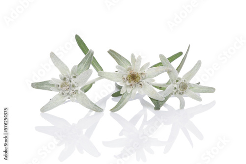 Edelweiss flower isolated on white background.