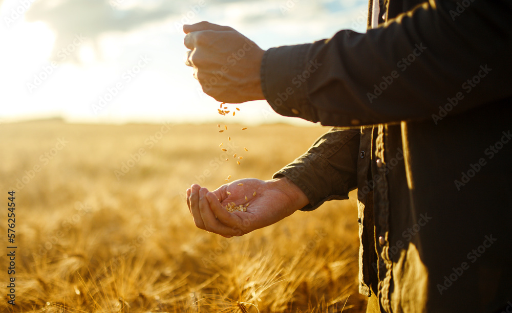Wheat harvest time! Farmers hands holding a handful of wheat in a wheat ...