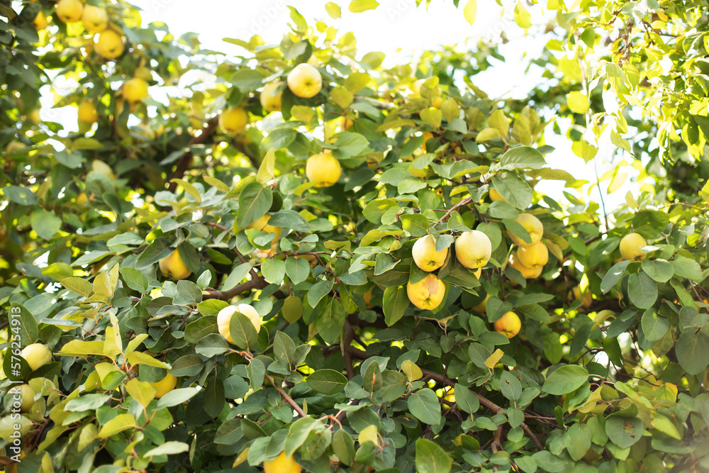 Ripe yellow quince fruit grows on a quince tree with green foliage in summer eco garden. Large fruits quince on tree are ready to harvest. Organic apples hanging on a tree branch in an apple orchard.	