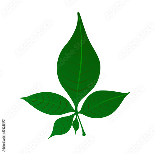 A green five leaf belpatra vector icon. Green left which likes lord Mahadev. photo