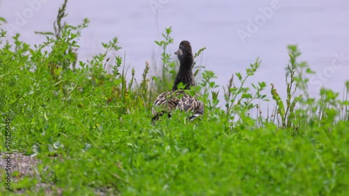 Slow Motion Shot Of Mallard Duck Walking Amidst Green Plants - Arvada, Colorado photo