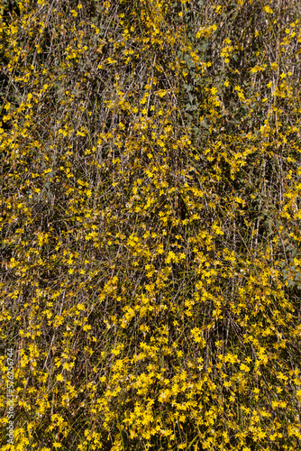 Yellow blossoms of broom hanging down a wall for background, also called Ginster, Brambusch or Genista