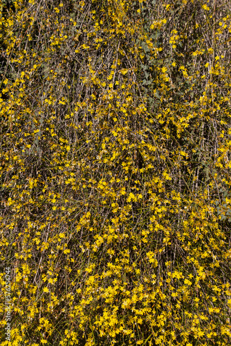 Yellow blossoms of broom hanging down a wall for background, also called Ginster, Brambusch or Genista photo