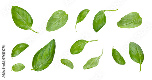 Fotomurale Green basil leaves with Clipping paths, full depth of field