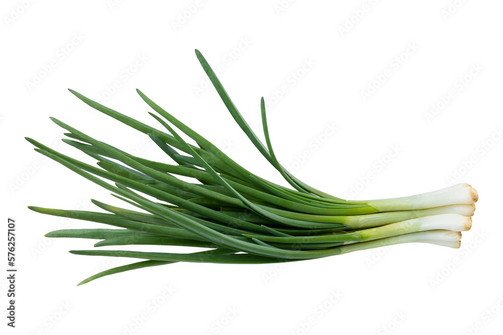 Young green onion isolated on white background with clipping path. Full Depth of field. Focus stacking. PNG Young green onion isolated on white background with clipping path. Full Depth of field. Focus stacking. PNG
