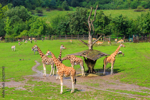 Very beautiful giraffes. Background with selective focus and copy space