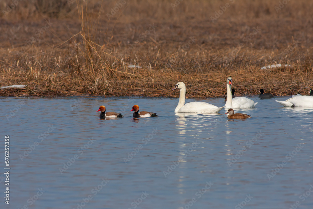 large waterfowl in its natural habitat, Mute Swan, Cygnus olor