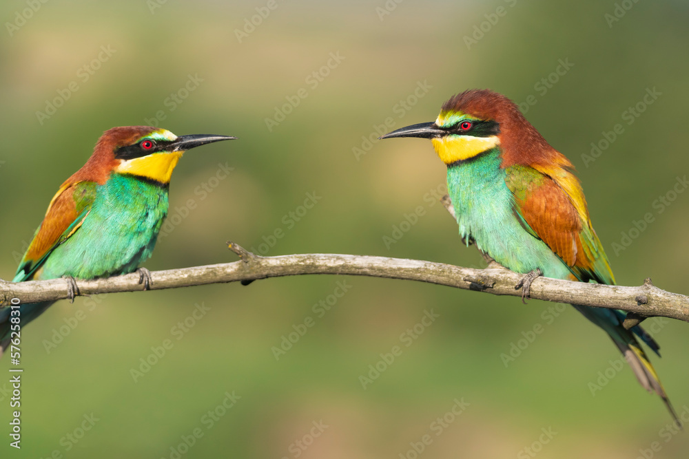 Birds on a branch, beautiful colors Birds on a branch, beautiful colors