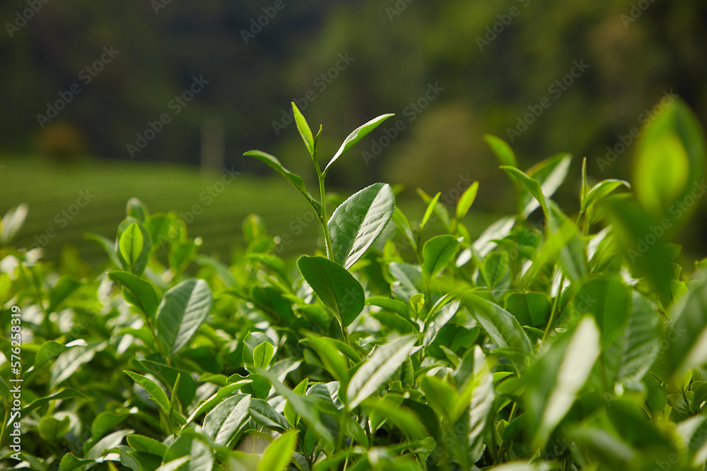 Many fresh green tea leaves in the sunlight with blurred background. Nature and fresh concept. healthy benefits of green tea leaves Many fresh green tea leaves in the sunlight with blurred background. Nature and fresh concept. healthy benefits of green tea leaves