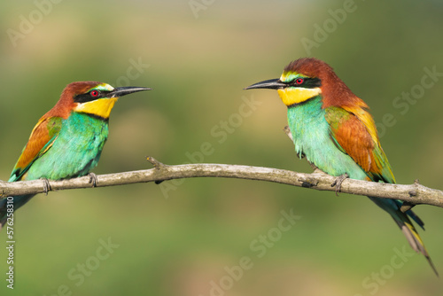 Birds on a branch, beautiful colors