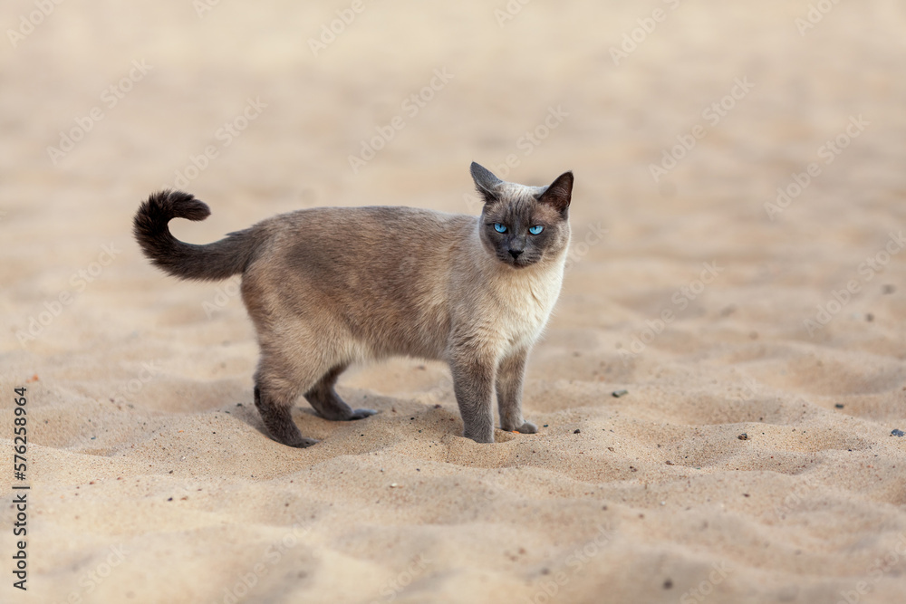 Thai cat with blue eyes standing outdoors at sand on the beach