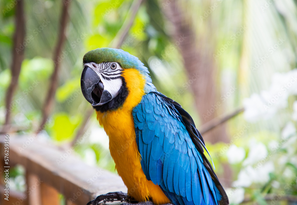 beautiful Blue-and-Yellow Macaw in rainforest