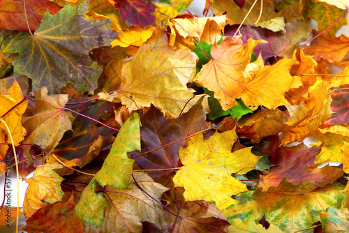 Autumn dry maple leafs background