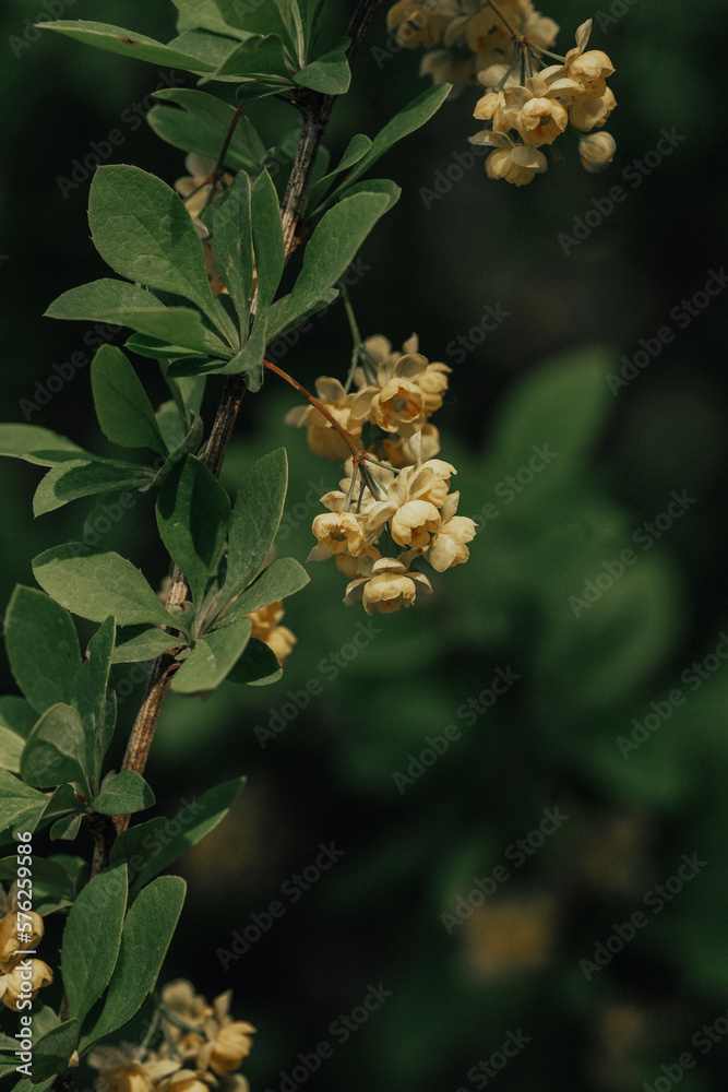fruit trees in bloom, beautiful spring easter photo fruit trees in bloom, beautiful spring easter photo