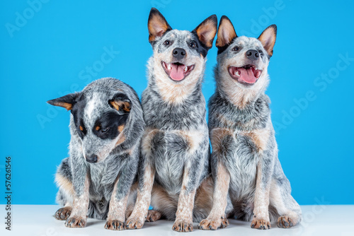 Three cute smiling puppies of blue heeler or australian cattle dog sitting on blue background. One puppy is sad or bored