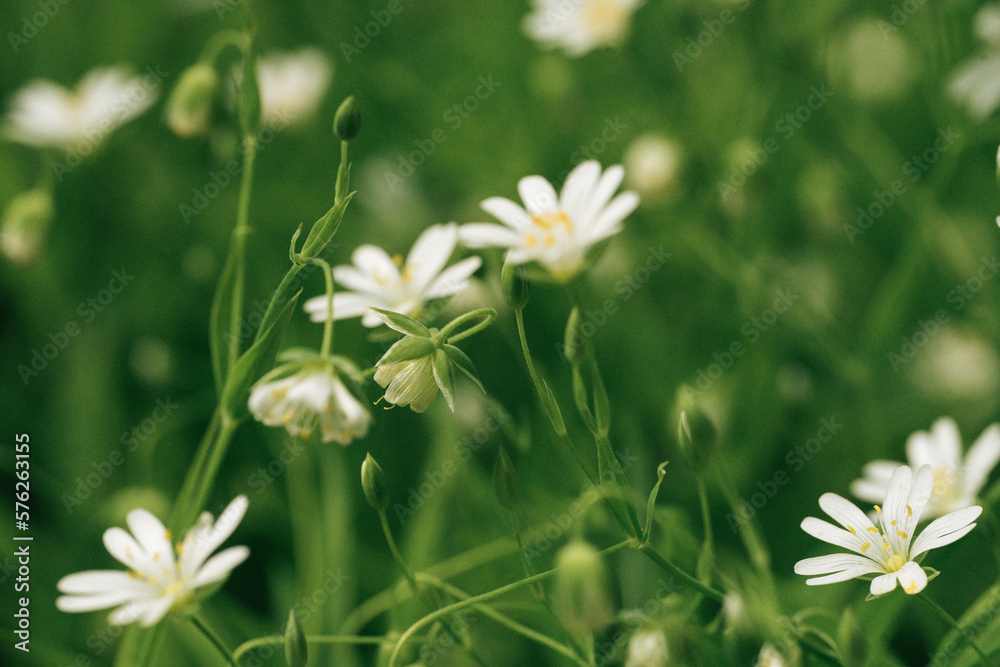 beautiful white flower closeup, macro. fresh background, spring theme
beautiful white flower closeup, macro. fresh background, spring theme