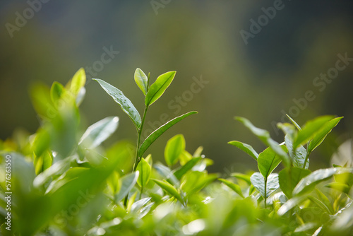 Close-up angel of several green tea leaves grow tall with green nature background. Green tea leaves have a lot of benefits for health