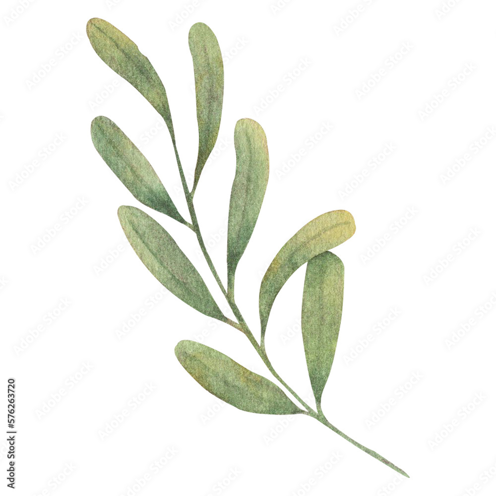 Naklejka premium Watercolor leaves Botanical collection natural elements on white background illustration