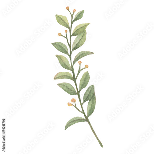 Watercolor leaves Botanical collection natural elements on white background illustration