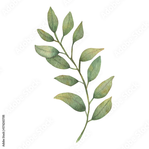 Watercolor leaves Botanical collection natural elements on white background illustration