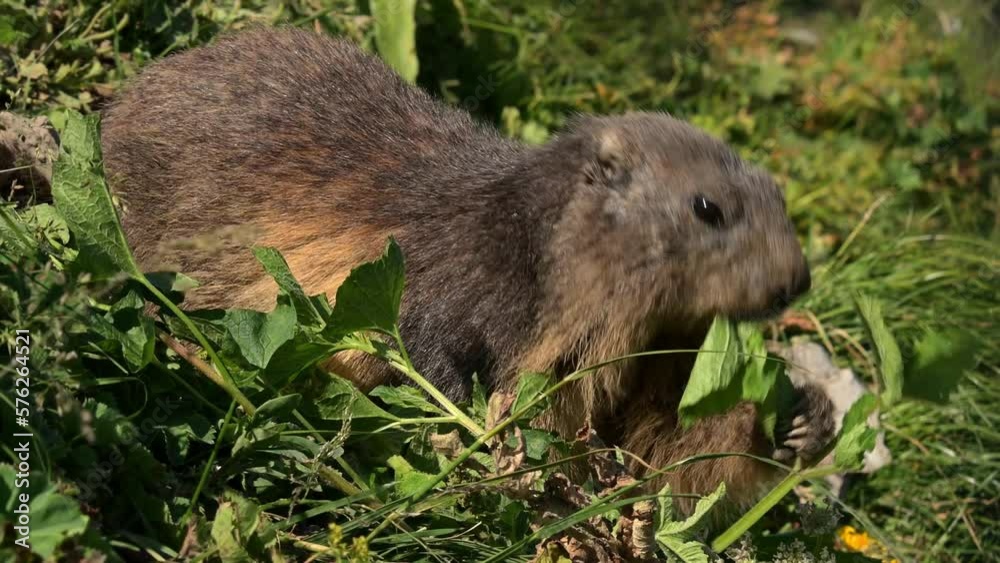 Marmot eating grass. Close-up of Alpine marmot in the Swiss Alps in summer. One marmota marmota. Real time. 4K. Marmot eating grass. Close-up of Alpine marmot in the Swiss Alps in summer. One marmota marmota. Real time. 4K.