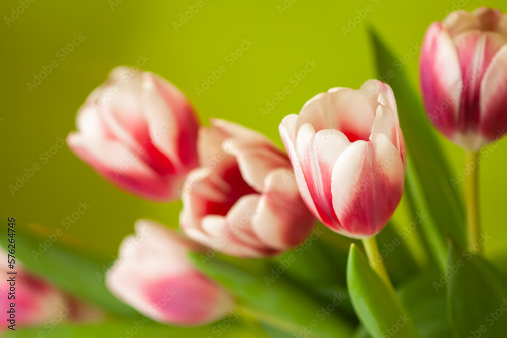 Tulips bouquet on the green background. Holiday floral decor.