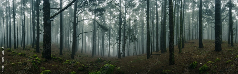 Fototapeta premium Panorama Esperanza Wald bei Las Rosas, Nordosten von Teneriffa
