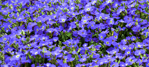 Veronica repens flowers are blue. A wide banner. Selective focus and background.