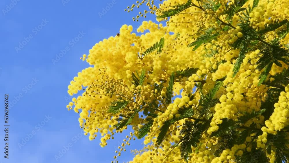 Beautiful branches of blooming Yellow Mimosa (Acacia dealbata) move in the wind on a sunny day with blue sky. Beautiful branches of blooming Yellow Mimosa (Acacia dealbata) move in the wind on a sunny day with blue sky.