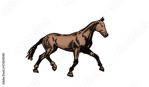 Vector hand-drawn color horse running isolated on white background,graphical illustration © Vita