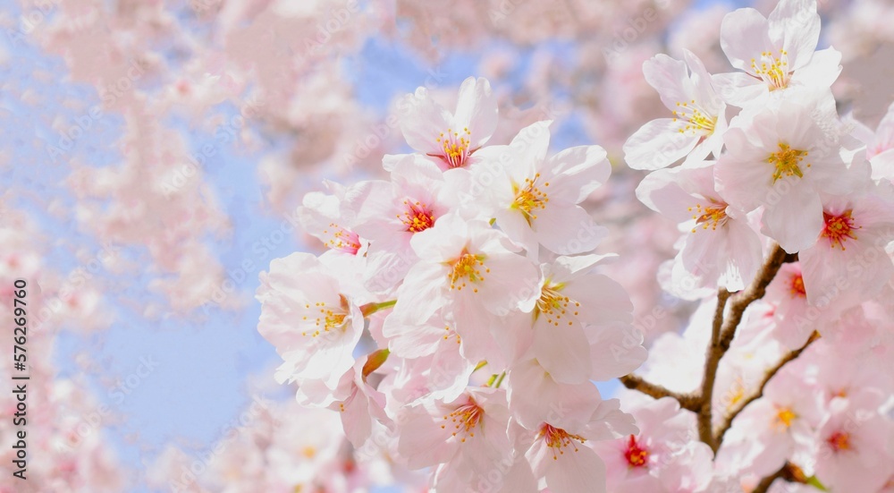 Fototapeta premium 満開の桜の花と青空、桜の花のクローズアップ、染井吉野、桜のフレーム