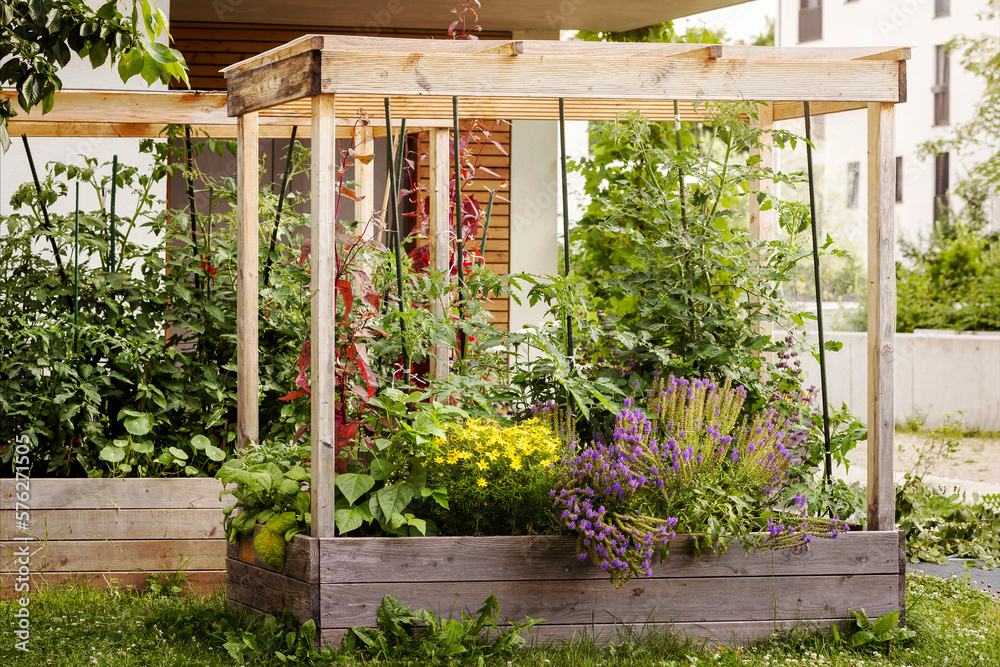 Raised Garden Bed with Wooden Thrive Frame System, filled with custom