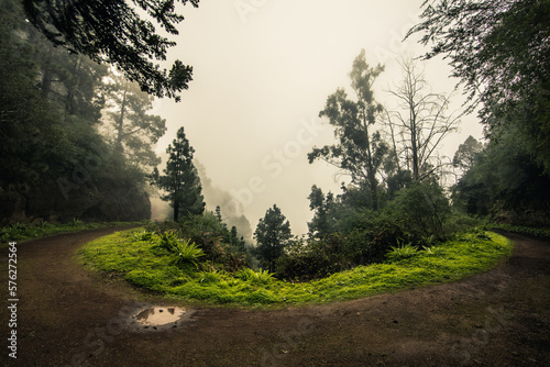 Esperanza Wald bei Las Rosas, Nordosten von Teneriffa