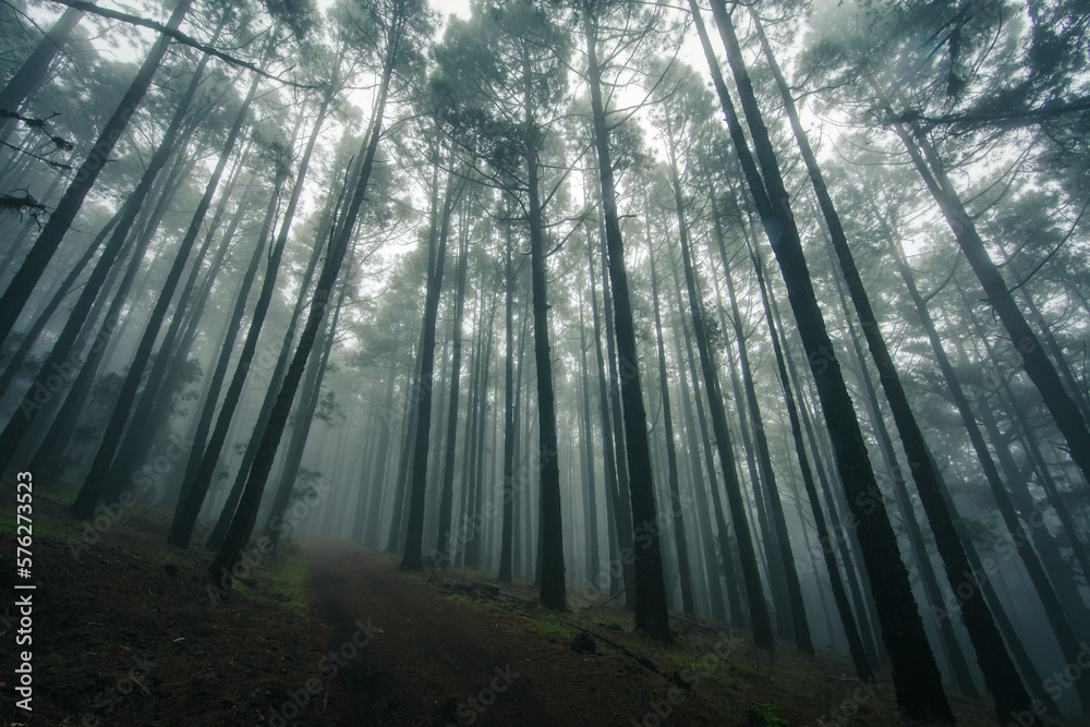 Fototapeta premium Esperanza Wald bei Las Rosas, Nordosten von Teneriffa